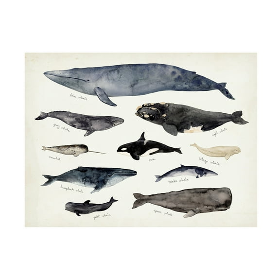 Victoria Barnes 'Whale Chart III' Canvas Art