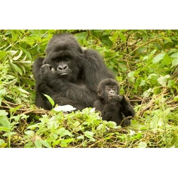 Danita Delimont PDDAF35JMC0003B Rwanda Volcanoes Np Mountain Gorilla with Baby Poster Print by Joe & Mary Ann Mcdonald, 17 x 11