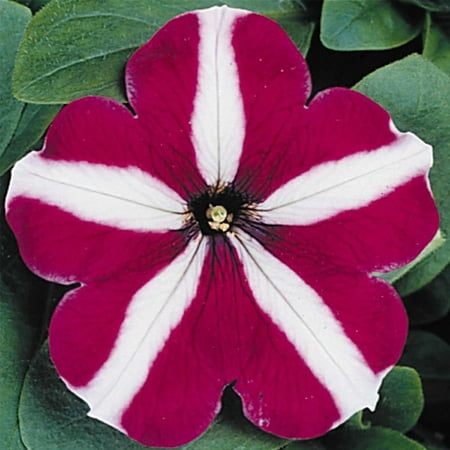 Petunia - Madness Series Flower Garden Seed - 1000 Pelleted Seeds - Burgundy Star Blooms - Annual Flowers - Single Floribunda (Best Flower Seeds To Plant In Spring)