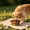 Brown, variant on Portable Pet Folding Bowl, Silicone Collapsible Dog Cat Food Water Feeder Container, Travel Outdoor Drinking Cup with Hanging Rope, Pink/Yellow/Green/Brown