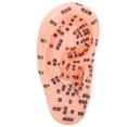 thumbnail image 1 of Ear Zone Model, Excellent Educational Tools Human Ear Acupuncture Model Comfortable Touch Feelings  For Classroom For School For Teaching For  School, 1 of 8
