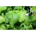 thumbnail image 4 of GSDWIUEW 2000+ Oakleaf Lettuce Seeds Heirloom Seeds Its Tender Leaves Offer a Delightfully Crisp Texture and Slightly Nutty Taste Making it Versatile Addition to Various Culinary Creations, 4 of 4