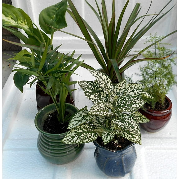 Miniature Garden 5 -Plants in 3" ceramic pots by jmbamboo