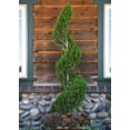 thumbnail image 4 of Spartan Juniper - Juniperus Chinensis - 5 Live 4 inch Container Trees - Evergreen Privacy Screening Plants, 4 of 8