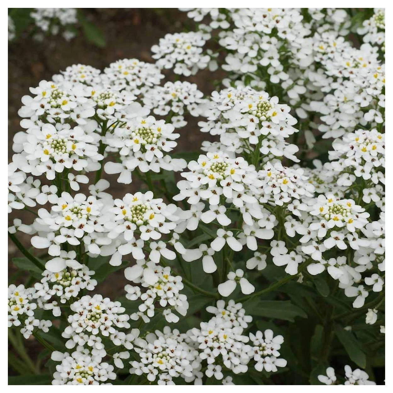 Everwilde Farms - 1 lb Empress Rocket Candytuft Garden Flower Seeds - Gold Vault Bulk Seed Packet