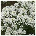 thumbnail image 3 of Everwilde Farms - 1 lb Empress Rocket Candytuft Garden Flower Seeds - Gold Vault Bulk Seed Packet, 3 of 3