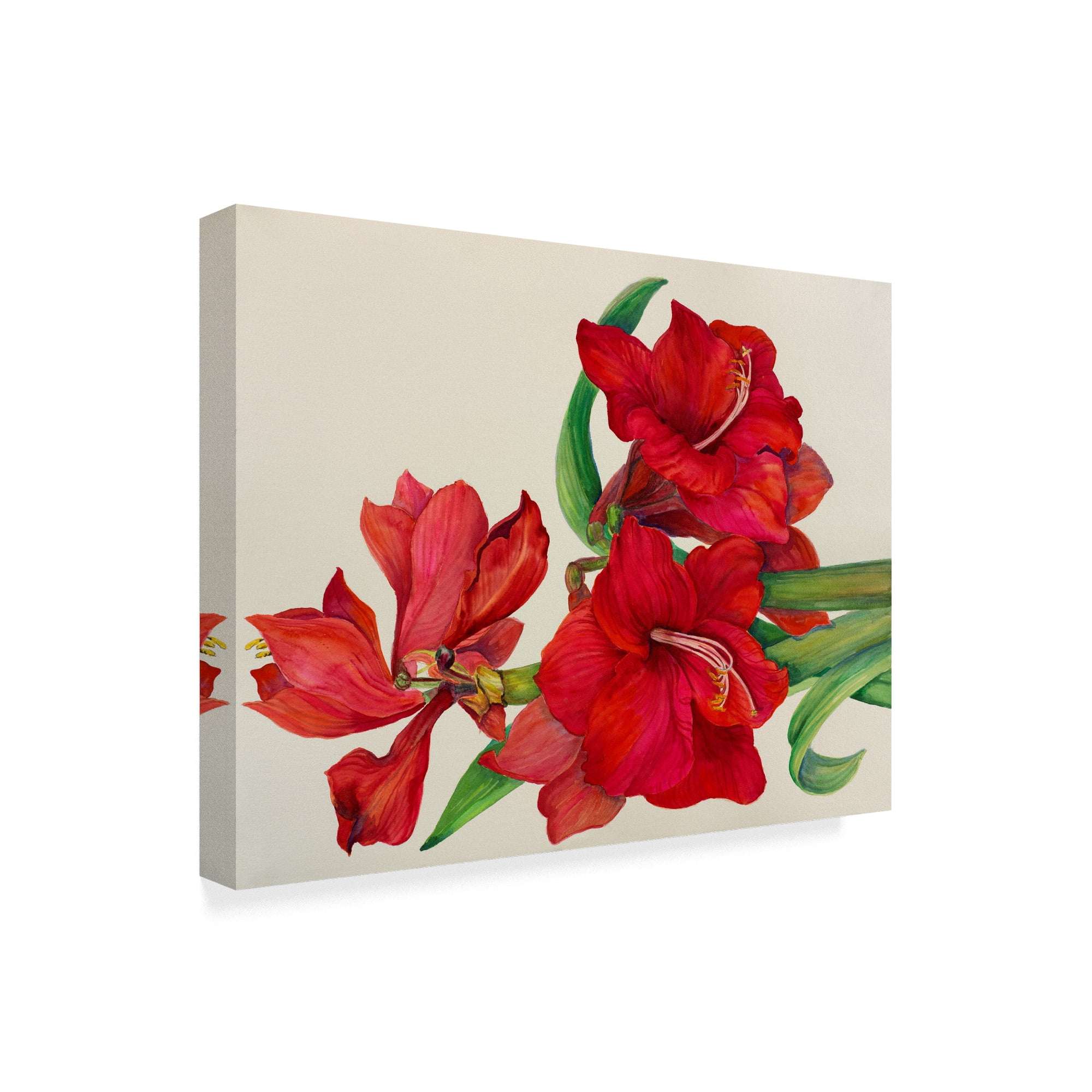 Trademark Fine Art 'Amaryllis Standing Tall' Canvas Art by Joanne Porter