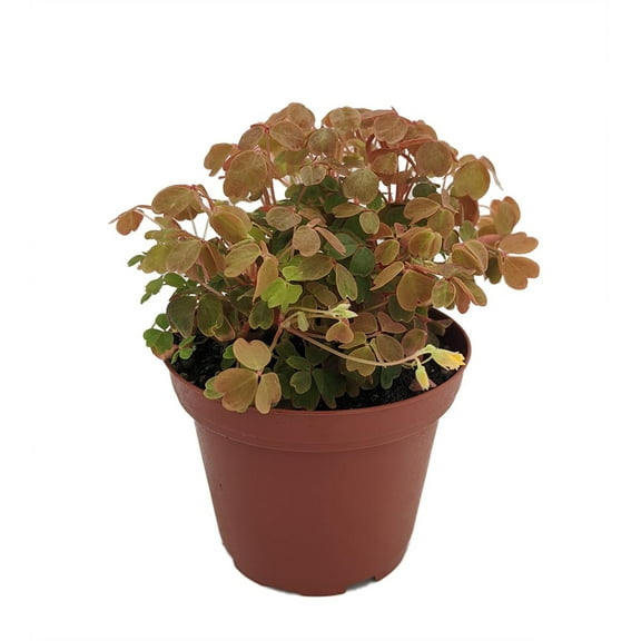 Coppertones Shamrock Plant - Oxalis - 3.7" Pot - Indoors/Out