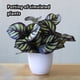 thumbnail image 2 of Hojas Artificiales Cateissary en maceta tipo Planta 2, 2 of 6