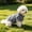 Gray-M, variant on Large Dog Bathrobe Whole Body Coverage, Fast Drying Breathable Polyester Dog Towel Coat, Strong Water Absorption After Bathing, Green or Gray, All Seasons