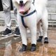 thumbnail image 4 of Cachorro perros dulces colores antideslizante impermeable goma lluvia zapatos botas patas cubierta, 4 of 4