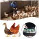 thumbnail image 3 of Injueey Delantal Hogar Huevos Recolección Poliéster Pollo Granja Moda Bolsillo Recolección Delantales Huevo Hogar para ama de casa Almacenamiento y organización del hogar Adulto 12 bolsillos Injueey HA012245-01, 3 of 6