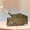 Bronze, variant on 10.14oz Vintage Steam Train Essential Oil Diffuser Ultrasonic Cool Mist Humidifier Remote Control 2 Light 2 Mist Modes Ultra Quiet Auto Shut Off For Home Bedroom Office Hotel Black Brass
