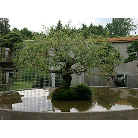 Jumbo Bonsai Tree Dragon Claw Willow - 3 foot tall Trunk approx 2-3 inches Thick