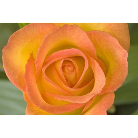 Hybrid Tea Collection - Hybrid Tea Rose Circus PosterPrint