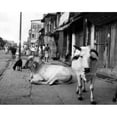 thumbnail image 2 of Two Sacred Cows Shown On A Walk In A Poorer Section Of Calcutta History (36 x 24), 2 of 2