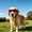 Pink, variant on Funny Dog Goggles for Large Dogs, UV401 Soft Frame Dog Sunglasses for Outdoor, Waterproof Dog Eye Protection Black Glasses for Riding Black Pink Red