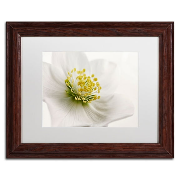 Trademark Fine Art 'White Helleborus' Canvas Art by Cora Niele, White Matte, Wood Frame