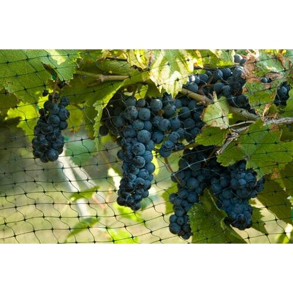 Green Vista 20x10' Quality Bird Barrier Netting w/ 12 Steel Stakes - 3/4" Mesh