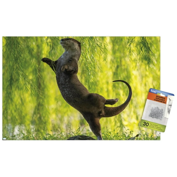 The Comedy Wildlife Photography Awards: Otter Kwek - Ballerina Wall Poster with Push Pins, 14.725" x 22.375"