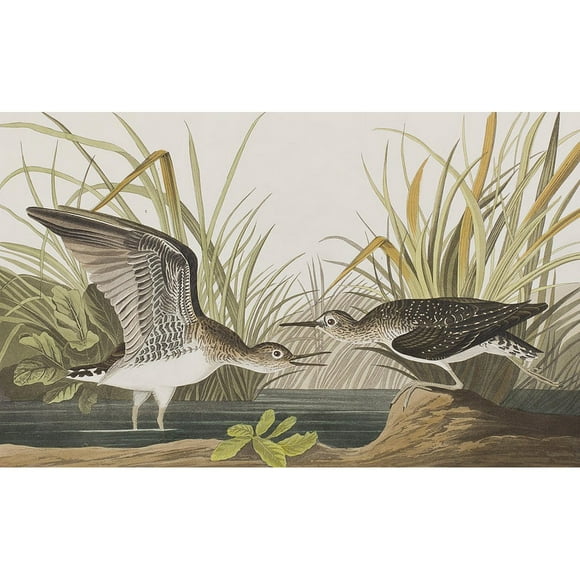 John James Audubon Imprimé Solitaire de Sandpiper