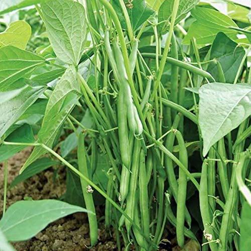 or Garden Planting Non-GMO Phaseolus vulgaris Haricot Vert for Container Yard Hundredfold Masai French Bush Green Bean 50 Vegetable Seeds