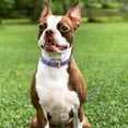thumbnail image 2 of SUOSDEY Puppy Collar Adjustable Soft Breathable Leather Dog Collar for Small Medium Large, 2 of 5