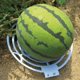 thumbnail image 5 of 3 uds. Cuna de calabaza melón, cuna de sandía, bandeja de soporte para plantas, Protector de soporte para jardín, Circ en crecimiento, 5 of 5