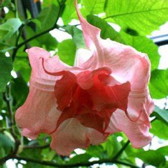 Green River Seeds Strawberry Milk Angel Trumpet Seeds (10 Pack) – Brugmansia Flower Seeds for Planting Outdoors, Fragrant Tropical Blooms for Pots, Patios, Balcony & Cottage Gardens