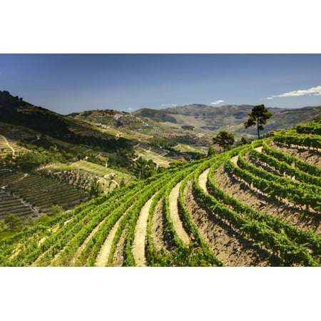 Portugal, Douro Valley, Terraced Vineyards Lining the Hills Print Wall Art By Terry
