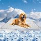 thumbnail image 1 of Dog Cooling Mat, 59’’×40’’ Cooling mat for Dogs Washable Pet Pads, Dog Pads Large in Summer for Outdoor Rest, Potty Training, and Car Trips, 1 of 5