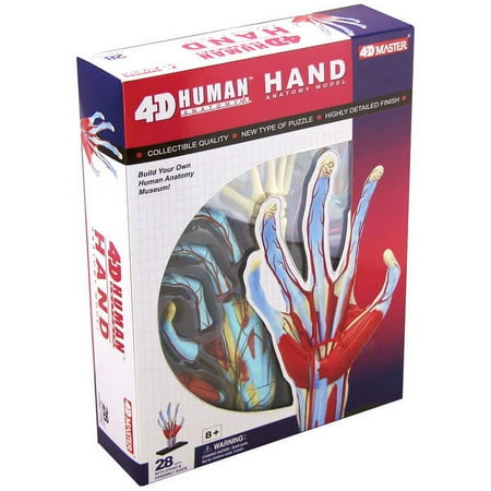 4D Human Anatomy Hand Model