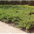 thumbnail image 4 of Juniper Parsoni  2 Large Gallon Size Plants  Juniperus Squamata Expansa Parsons  Drought Tolerant Cold Hardy Evergreen Groundcover, 4 of 9