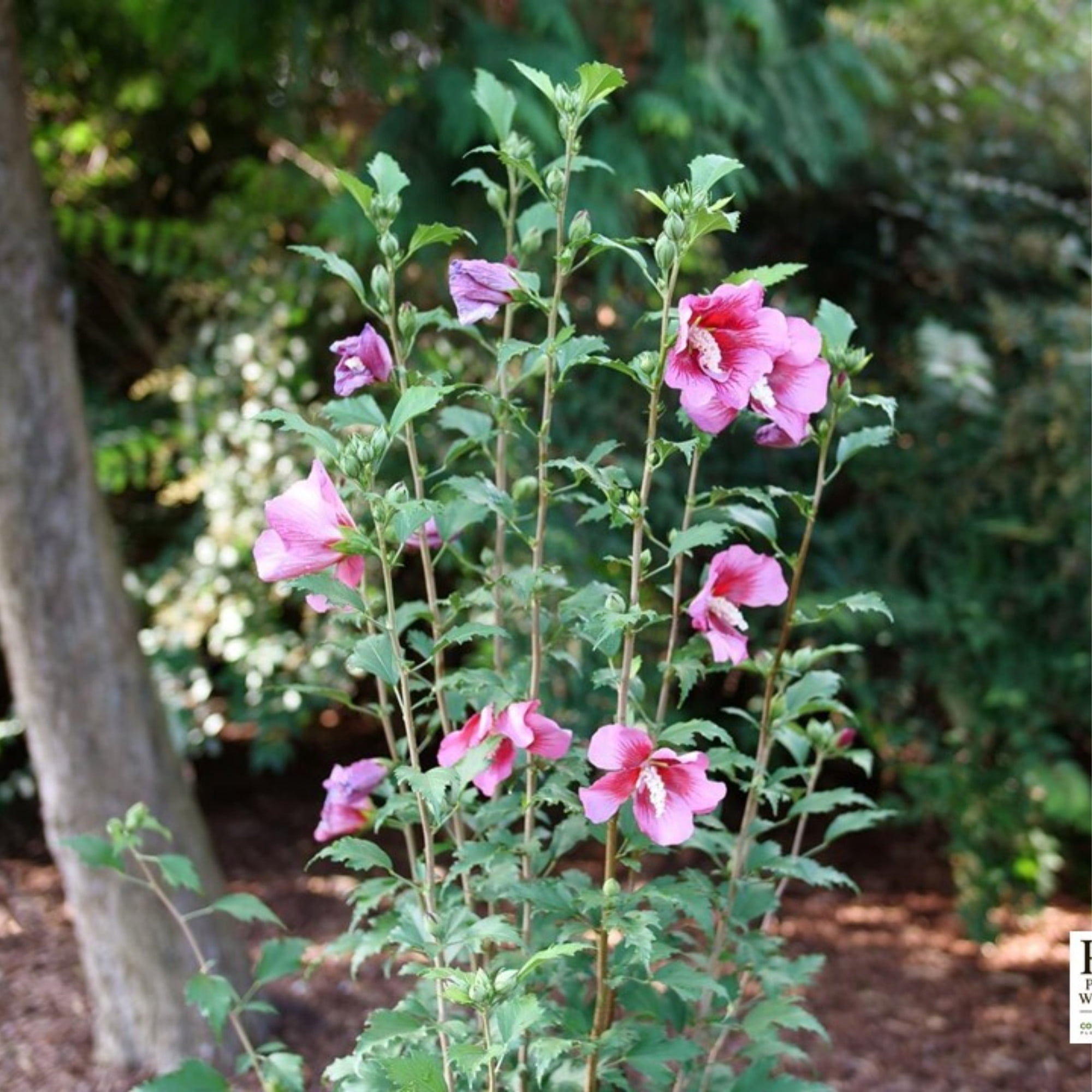 Proven Winners ColorChoice 5" Pink Red Pillar Rose of Sharon Live Plant in 4.5" Pot (4 Count)