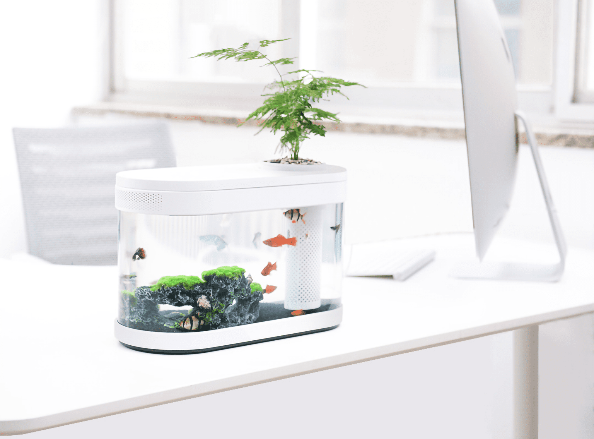 OIIBO 2.1 L Acrylic Betta Fish Tank with LED Strip Lights Small Betta Fish Box with Portable Design 