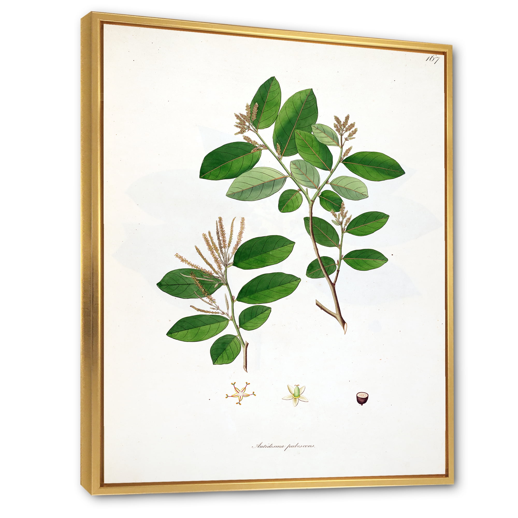 Designart 'Ancient Plant Life XIX' Farmhouse Framed Canvas Wall Art Print