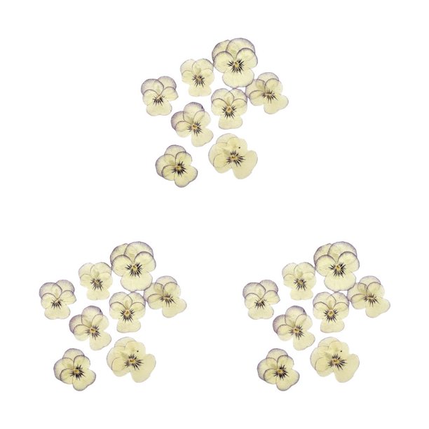 Artesanías de flores secas Monstrate 12 Uds estilo Simple tipo 8