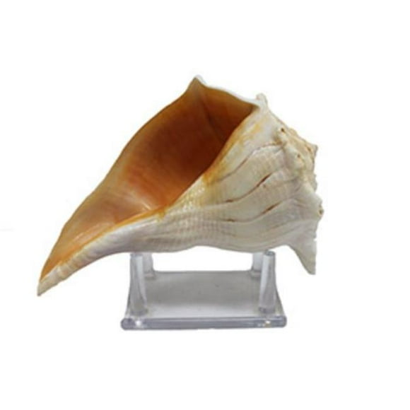 U.S. Shell 08029 Lightning Whelk Lacquered with Stand