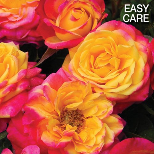 Rainbow Sunblaze Mini Rose