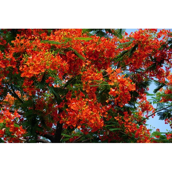 10 *Seeds ROYAL POINCIANA TREE Delonix Regia Red Flame Flamboyant Peacock Flower