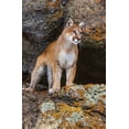 thumbnail image 2 of Garber, Howie 13x18 White Modern Wood Framed Museum Art Print Titled - Captive Mountain Lion is perched on orange lichen covered cliff-Montana, 2 of 4