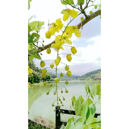 LAMINATED POSTER Cassia Fistula Kim Woo Flower Golden Rain Tree Poster Print 24 x (Best Way To Treat Fistula At Home)