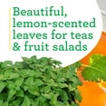 thumbnail image 6 of (2 pack) Bonnie Plants Lemon Balm Live Plants, Use to Make Tea, 6 of 11