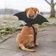 thumbnail image 1 of Dog Bat Costume, Halloween Pet Costume Bat Wings Cosplay Dog Costume Cat Costume For Party (m) Zekai, 1 of 5