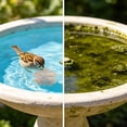 thumbnail image 5 of Outdor 1Pcs Bird Bath Disc Pure Copper Bird Bath Purification Disk 4Inch 0.7MM Thick Self Cleaning Design For Clean Water All Year Disks For Outdoor Birdbaths Bowls Founta, 5 of 5
