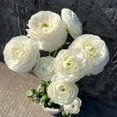 thumbnail image 1 of GSDWIUEW Ranunculus Bare Roots for Planting Canada, Perennial Flower Ranunculus, Easy to Grow, Ranunculus Bare Roots for Spring and Autumn Planting Home Garden Indoor and Outdoor(White,20 Pack), 1 of 6
