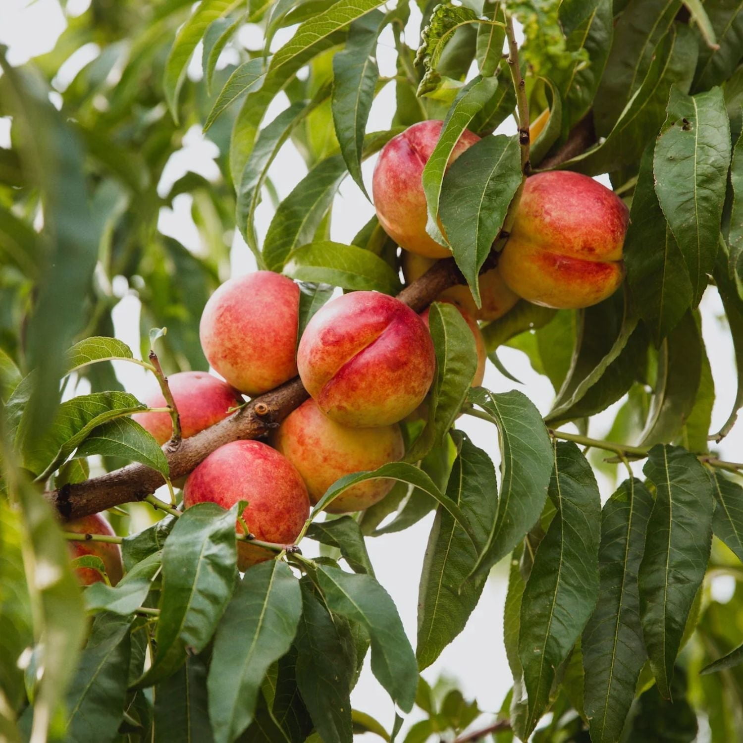 Expert Gardener 1-2 ft. tall Karla Rose Nectarine Live Tree in 1-Gallon Grower Pot