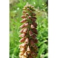 thumbnail image 4 of 20 MILK CHOCOLATE FOXGLOVE Spanish Digitalis Parviflora Red Brown Flower Seeds, 4 of 10