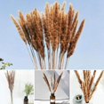 thumbnail image 2 of 15 Panpas Reeds, 60 Cm Panpas Reed Flower Vase 15pcs Dry Pampas Reed Flower Bottle Decoration, 2 of 4