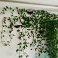 thumbnail image 5 of 120 clips de plantas para plantas trepadoras, clips de pared de plantas verdes para tracción de vides, clips de fijación de plantas, clips de plantas autoadhesivos, gancho de fijación para p, 5 of 5